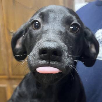 Rescue Black Labrador Retriever Dogs for Adoption in San Diego, California - Norma | PetCurious