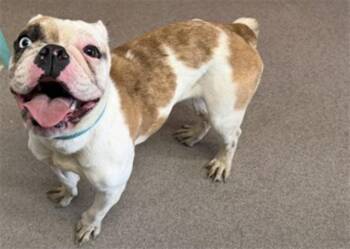 English Bulldog Dogs Available for Adoption in San Bernardino, California - SHILOH | PetCurious