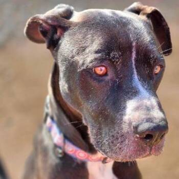 Staffordshire Bull Terrier Dogs Available for Adoption - Buster | PetCurious