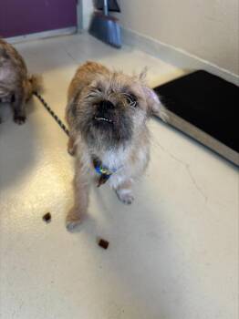 GITA* -  Terrier Dog for Adoption in Santa Cruz, California - GITA* | PetCurious