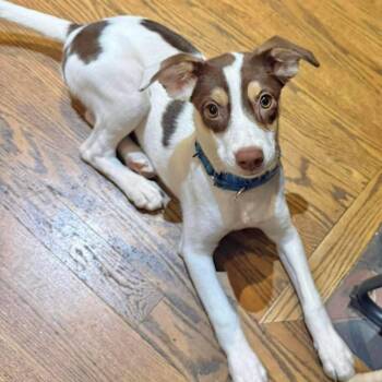Coco -  Mixed Breed Dog for Adoption in Yaphank, New York - Coco | PetCurious