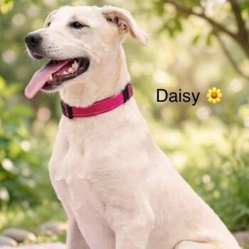 Daisy -  Labrador Retriever Dog for Adoption in Rockwall, Texas - Daisy | PetCurious