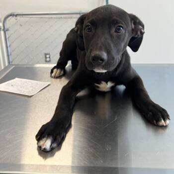 Kimberly -  Mixed Breed Dog for Adoption in Las Cruces, New Mexico - Kimberly | PetCurious