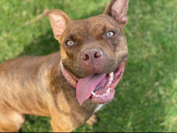 Rescue Pit Bull Terrier Dogs for Adoption in Redlands, California - Gryffin | PetCurious