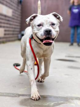 Mixed Breed Dogs Available for Adoption in Chamblee, Georgia - Marble- IN FOSTER | PetCurious