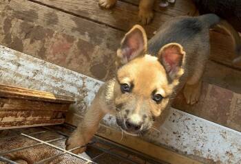 Max -  Mixed Breed Dog Available for Adoption in Madison, Wisconsin - Max | PetCurious