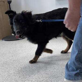 Australian Shepherd Dogs Available for Adoption in Des Moines, Iowa - Georgie | PetCurious
