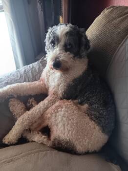 Miniature Schnauzer Dogs Available for Adoption - Remus | PetCurious