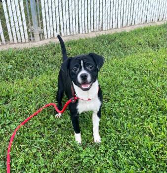 Mars -  Cocker Spaniel and French Bulldog Dog for Adoption in Shorewood, Illinois - Mars | PetCurious