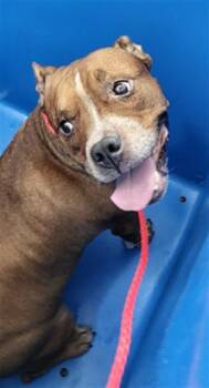 Mixed Breed Dogs Available for Adoption in Dallas, Texas - TOOTSIE | PetCurious