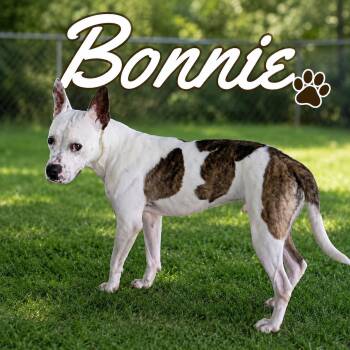 Bonnie -  Pit Bull Terrier Dog for Adoption in Paramus, New Jersey - Bonnie | PetCurious