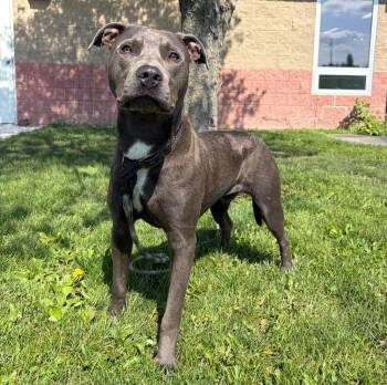 Handsome -  Pit Bull Terrier Dog Available for Adoption in Maryville, Missouri - Handsome | PetCurious