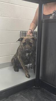 A384063 -  Labrador Retriever Dog for Adoption in Ocala, Florida - A384063 | PetCurious