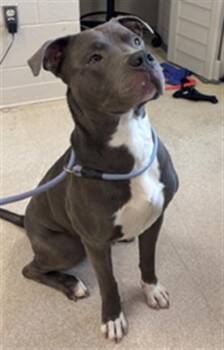BARNACLE -  Pit Bull Terrier Dog for Adoption in Hagerstown, Maryland - BARNACLE | PetCurious