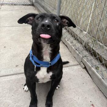 Lil Mama -  Mixed Breed Dog for Adoption in Pittsburgh, Pennsylvania - Lil Mama | PetCurious