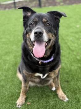 Mixed Breed Dogs Available for Adoption - Beam | PetCurious