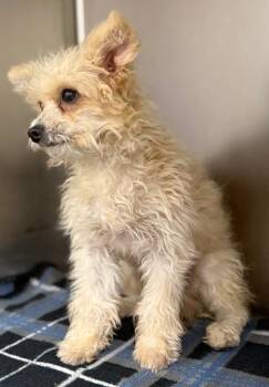 Candy -  Poodle and Mixed Breed Dog for Adoption in Wilkesboro, North Carolina - Candy | PetCurious