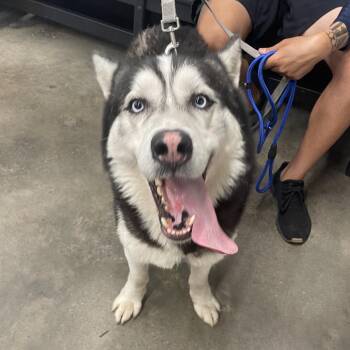Husky Dogs Available for Adoption in Tampa, Florida - Tundra | PetCurious