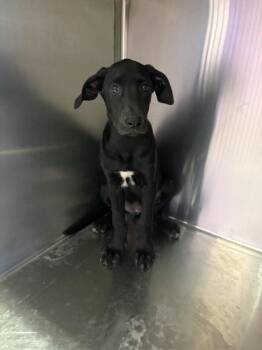61569354 -  Mixed Breed Dog for Adoption in El Paso, Texas - 61569354 | PetCurious