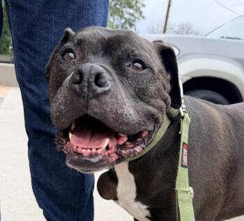 Jax -  Boxer and Pit Bull Terrier Dog for Adoption in Denver, Colorado - Jax | PetCurious