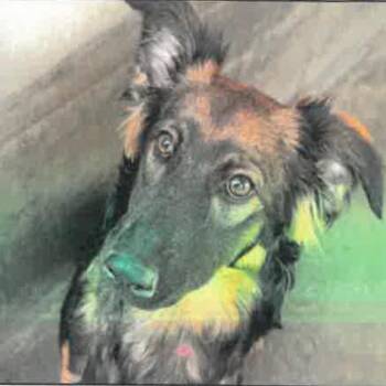 German Shepherd Dog Dogs Available for Adoption in Los Angeles, California - Paige A2264128 | PetCurious