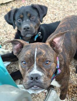 Hound and Terrier Dogs Available for Adoption - Outlaw Potato | PetCurious