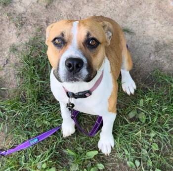 Sneaky -  Mixed Breed Dog for Adoption in Osseo, Michigan - Sneaky | PetCurious
