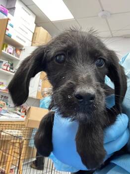 Schnauzer Dogs Available for Adoption - Sequoia (Sx7 Pups) | PetCurious