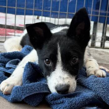 Hero -  Mixed Breed Dog for Adoption in Palm Springs, California - Hero | PetCurious