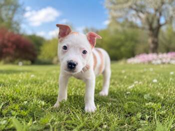 Addie -  Pit Bull Terrier and Black Labrador Retriever Dog for Adoption in Chickamauga, Georgia - Addie | PetCurious