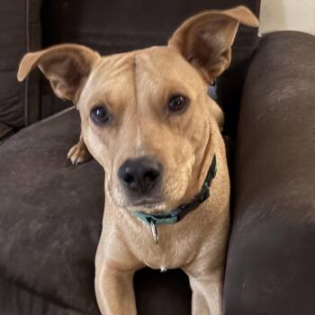 Rescue Pit Bull Terrier and Hound Dogs for Adoption in Orland Park, Illinois - Fred | PetCurious