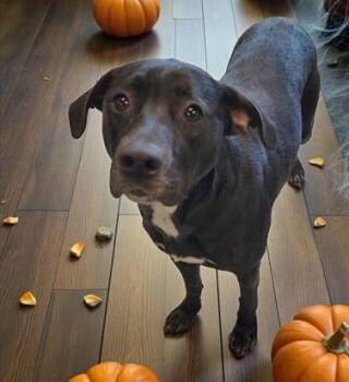 Rescue Black Labrador Retriever Dogs for Adoption in Lake Wylie, South Carolina - Macie | PetCurious