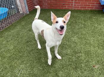 Rough Collie and Mixed Breed Dogs Available for Adoption in Oxford, Michigan - Cherry | PetCurious