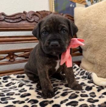 Pit Bull Terrier and Labrador Retriever Dogs Available for Adoption - Olive Forestry  | PetCurious