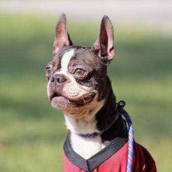 Ziggy -  Boston Terrier Dog for Adoption in Columbia, South Carolina - Ziggy | PetCurious