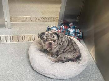 DUMBO -  French Bulldog Dog for Adoption in Tustin, California - DUMBO | PetCurious