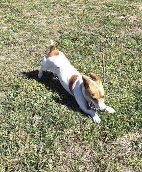 Jack Russell Terrier Dogs Available for Adoption in Columbia, Tennessee - Sampson | PetCurious