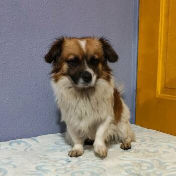 Cody -  Pomeranian and Pekingese Dog for Adoption in San Diego, California - Cody | PetCurious