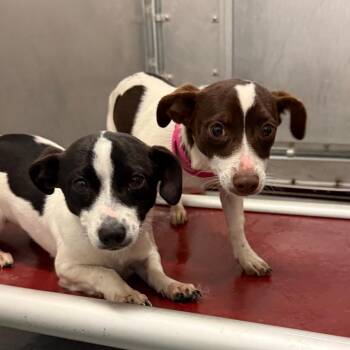 LuLu -  Rat Terrier Dog for Adoption in Aberdeen, North Carolina - LuLu | PetCurious