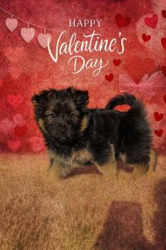 Corgi Dogs Available for Adoption - Zeke | PetCurious