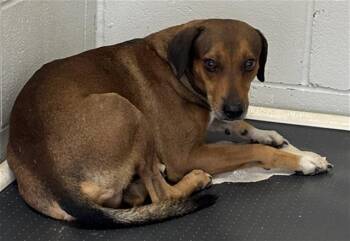 BENJAMIN -  Rhodesian Ridgeback and Dachshund Dog for Adoption in Rosenberg, Texas - BENJAMIN | PetCurious