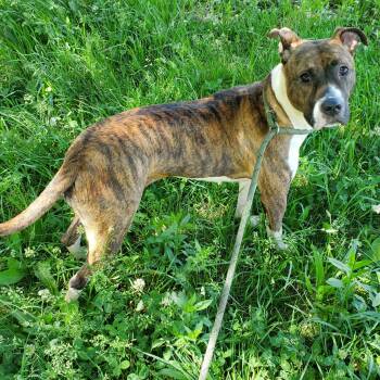 Pit Bull Terrier Dogs Available for Adoption in Jersey City, New Jersey - Rocky Road | PetCurious