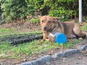 Striker -  Mixed Breed Dog for Adoption in Atlanta, Georgia - Striker | PetCurious