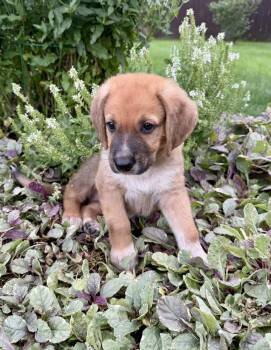 Robbie -  German Shepherd Dog and Coonhound Dog for Adoption in Greenlawn, New York - Robbie | PetCurious