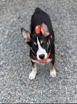 KAYLI -  Corgi Dog for Adoption in Thompson, Pennsylvania - KAYLI | PetCurious