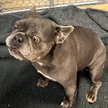 Latifah -  French Bulldog Dog for Adoption in Huber Heights, Ohio - Latifah | PetCurious