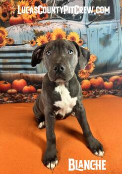 Blanche -  Pit Bull Terrier and American Staffordshire Terrier Dog for Adoption in Toledo, Ohio - Blanche | PetCurious
