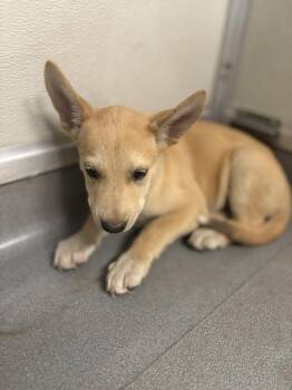 9848 -  Shepherd Dog for Adoption in Victorville, California - 9848 | PetCurious