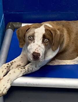 Chance -  Chesapeake Bay Retriever Dog Available for Adoption in Hartsville, South Carolina - Chance | PetCurious