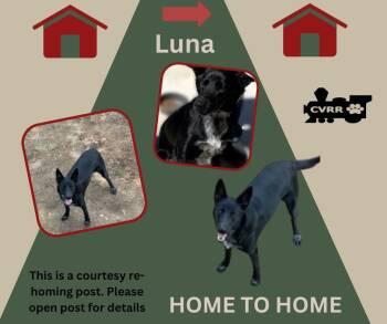 Rescue Australian Cattle Dog Blue Heeler and German Shepherd Dog Dogs for Adoption in Lindsay, California - *Luna* HOME TO HOME | PetCurious